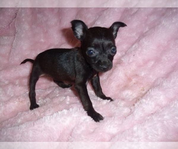 Medium Photo #4 Chihuahua Puppy For Sale in JACKSON, MS, USA