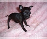Small #3 Chihuahua