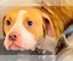 Small #1 American Pit Bull Terrier Mix