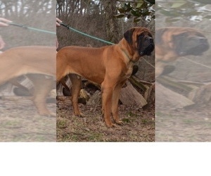 Father of the Mastiff puppies born on 08/14/2019