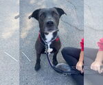 Small #9 Labrador Retriever Mix