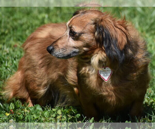 Medium Photo #8 Chiweenie Puppy For Sale in Shelbyville, TN, USA