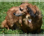 Small #7 Chiweenie