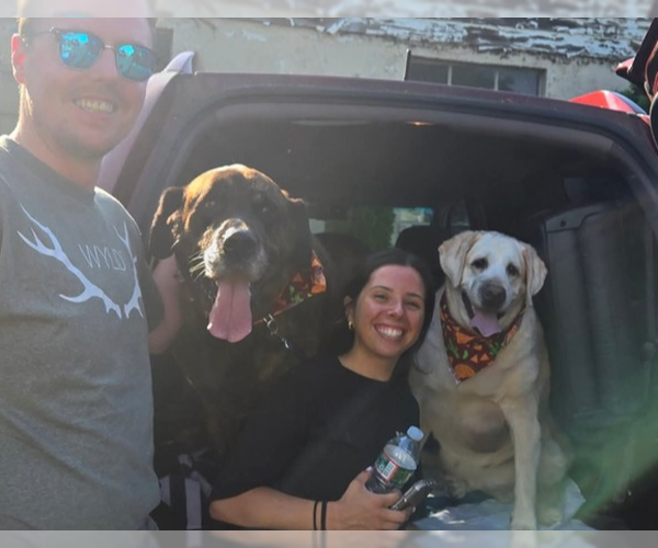 Medium Photo #3 Mastador Puppy For Sale in Caldwell, NJ, USA