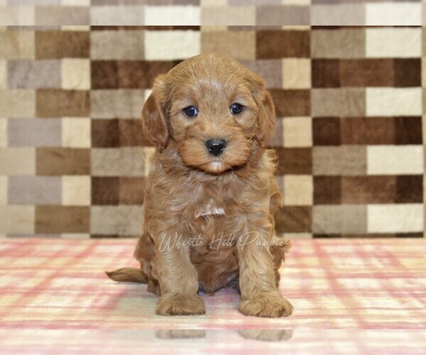 Medium Photo #3 Cavapoo (Miniature) Puppy For Sale in DENVER, PA, USA