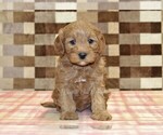 Small #2 Cavapoo (Miniature)