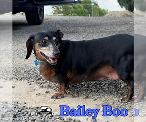 Bailey Boo - Female Dachshund Dog for Adoption - Photo #3