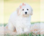 Small Photo #74 Goldendoodle (Miniature) Puppy For Sale in WARSAW, IN, USA