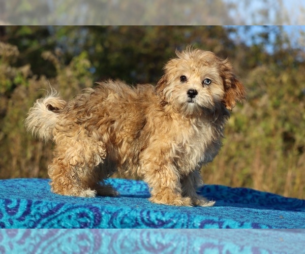Medium Photo #31 ShihPoo Puppy For Sale in DYERSBURG, TN, USA