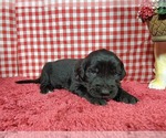 Small Photo #17 Golden Mountain Dog Puppy For Sale in BLACK FOREST, CO, USA