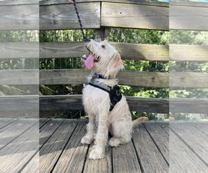 Goldendoodle Dogs for adoption in Sanford, FL, USA