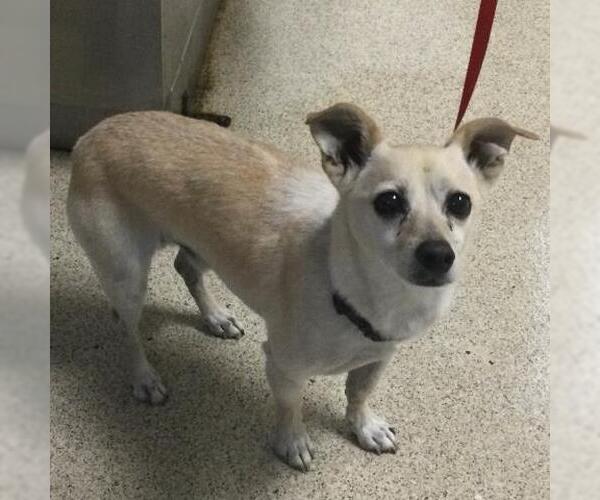 Medium Photo #1 Chihuahua Puppy For Sale in Riverside, CA, USA