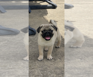 Pug Puppy for Sale in NORTH AURORA, Illinois USA