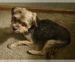 Small #3 Poodle (Miniature) Mix