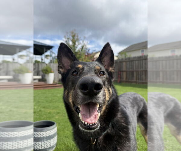 Medium Photo #2 German Shepherd Dog Puppy For Sale in La Grange , NC, USA