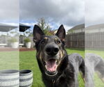 Small #1 German Shepherd Dog