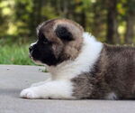 Puppy Ruger Akita