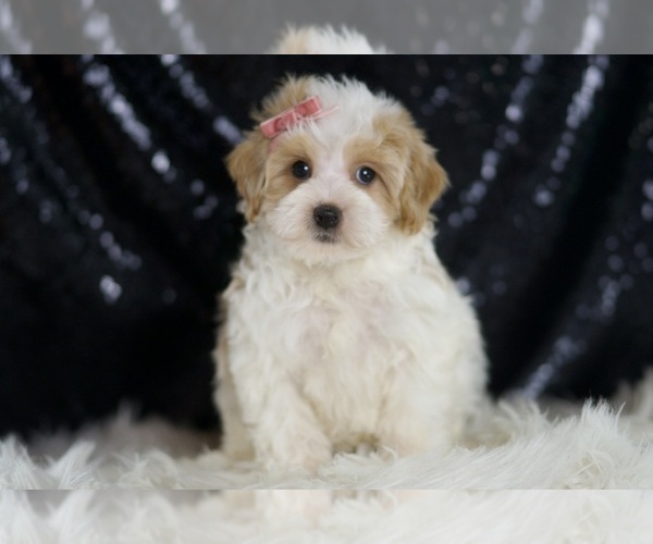 Medium Photo #1 Maltipoo Puppy For Sale in WARSAW, IN, USA