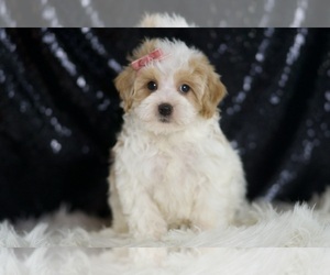 Maltipoo Puppy for sale in WARSAW, IN, USA