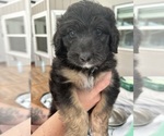 Small Photo #20 Aussiedoodle Puppy For Sale in LONGWOOD, FL, USA