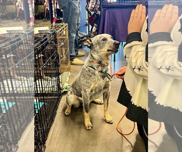 Medium Photo #6 Mutt Puppy For Sale in Salt Lake City, UT, USA