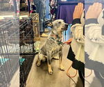 Small #5 Mutt