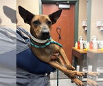 DAPHNE - Female Mutt Dog for Adoption - Small photo