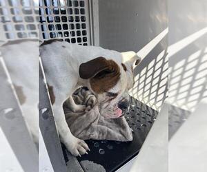 Bulldog Dogs for adoption in Palmetto, FL, USA