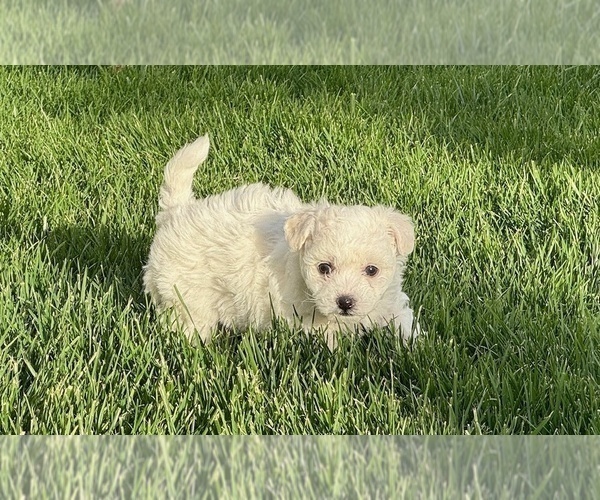 Medium Photo #4 Bichon Frise Puppy For Sale in TEHACHAPI, CA, USA