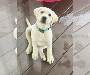 Labrador Retriever Puppy for sale in MIDDLEBURG, KY, USA