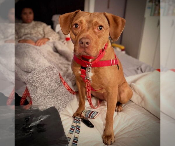 Medium Photo #8 Mutt Puppy For Sale in Canton, CT, USA