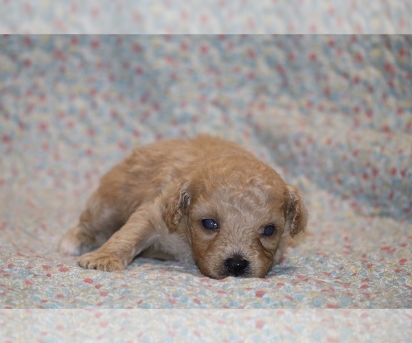 Medium Photo #7 Poodle (Toy) Puppy For Sale in DYERSBURG, TN, USA