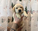 Small #2 Labrador Retriever