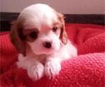 Small Photo #7 Cavalier King Charles Spaniel Puppy For Sale in MILLERSBURG, OH, USA