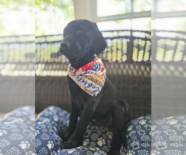 Medium Photo #1 Labrador Retriever Puppy For Sale in APPOMATTOX, VA, USA