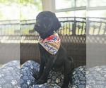 Small Labrador Retriever