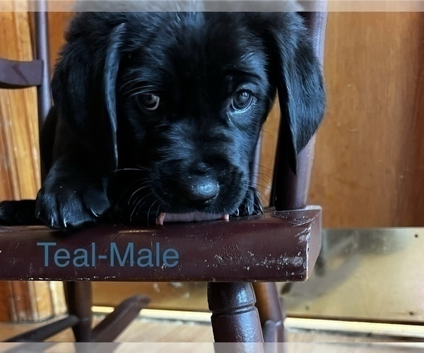 Medium Photo #11 Cane Corso-German Shorthaired Pointer Mix Puppy For Sale in CLAY CITY, KY, USA