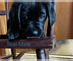 Small Photo #11 Cane Corso-German Shorthaired Pointer Mix Puppy For Sale in CLAY CITY, KY, USA