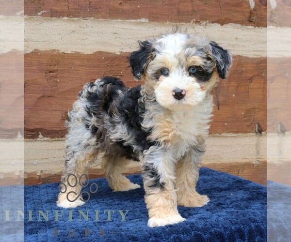 Medium Photo #3 Bernedoodle (Miniature) Puppy For Sale in NARVON, PA, USA
