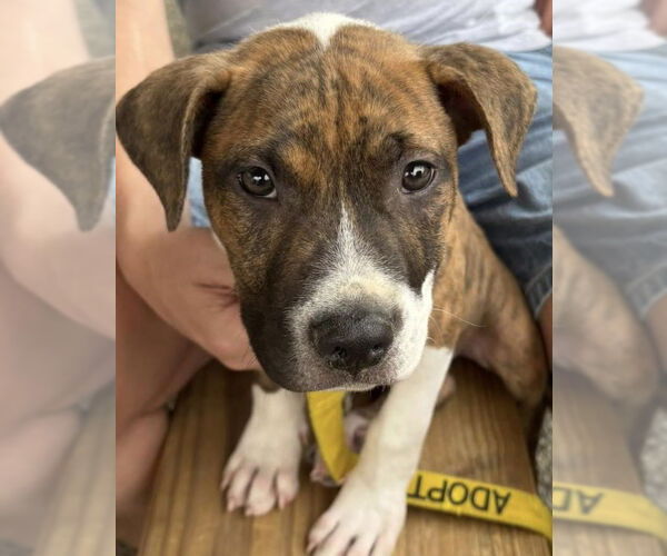 Medium Photo #26 Retriever -Unknown Mix Puppy For Sale in Holly Springs, NC, USA