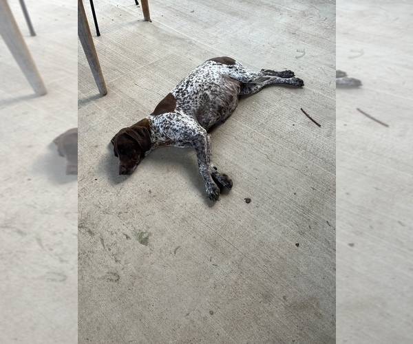 Medium Photo #1 German Shorthaired Pointer Puppy For Sale in VALLEY CENTER, CA, USA
