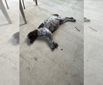 Small Photo #1 German Shorthaired Pointer Puppy For Sale in VALLEY CENTER, CA, USA