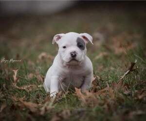 American Bully Puppy for sale in TOPEKA, KS, USA