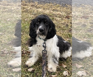 Cocker Spaniel Puppy for sale in CANOGA, NY, USA