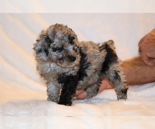 Medium Photo #19 Poodle (Toy) Puppy For Sale in DYERSBURG, TN, USA