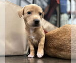 Small #2 Mutt