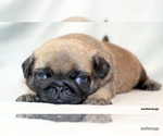 Small #9 Pug
