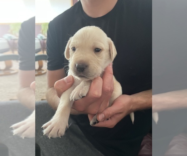 Medium Photo #2 Labrador Retriever Puppy For Sale in LA CONNER, WA, USA