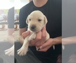Small Photo #2 Labrador Retriever Puppy For Sale in LA CONNER, WA, USA