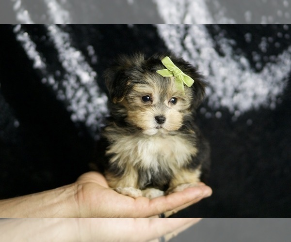 Medium Photo #7 Morkie Puppy For Sale in WARSAW, IN, USA